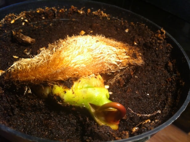 culture de la mangue