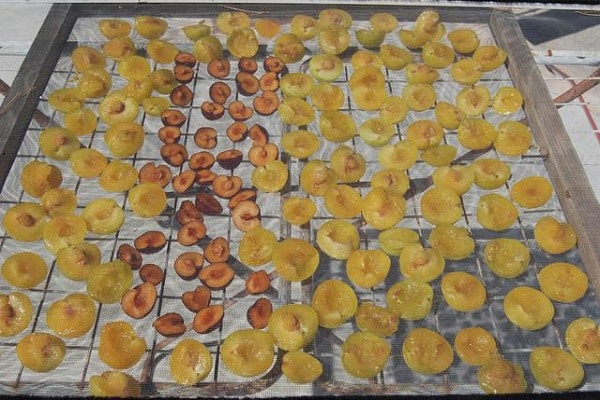 Trockenfruchtqualität