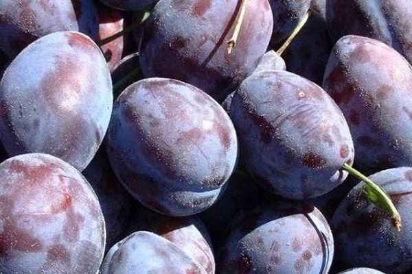 Pflaumen in der Sonne