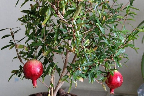 deux fruits