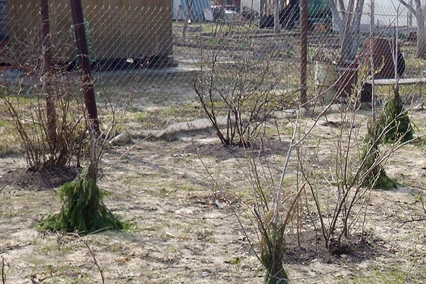 protection of seedlings