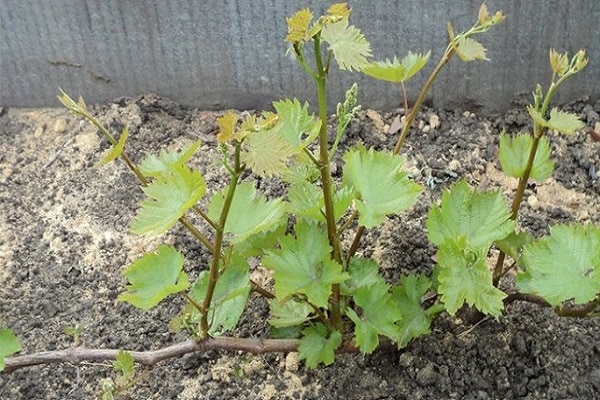 arrosage des raisins