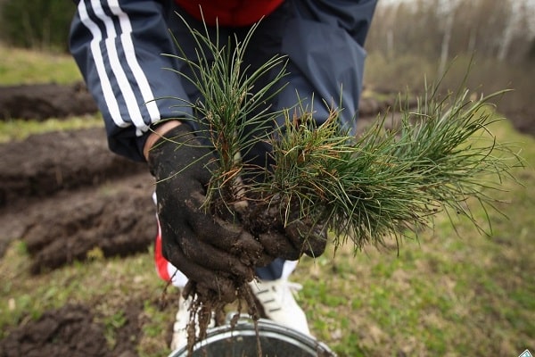 behandschuhte Hände