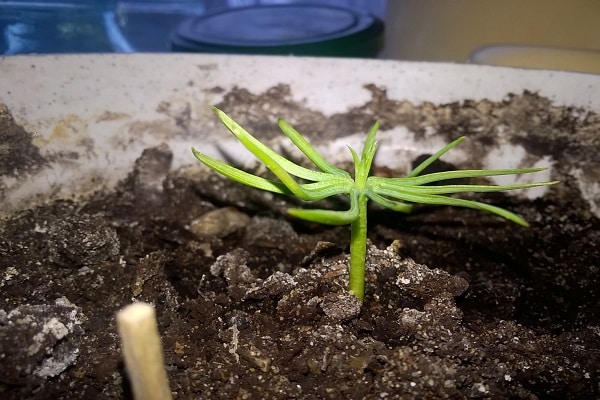 natürliches Material