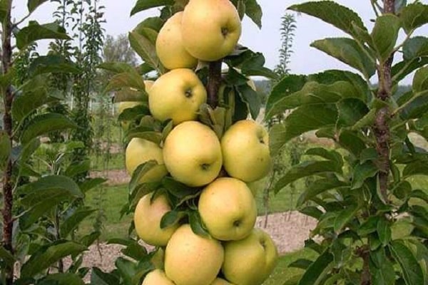 les fruits jaunissent