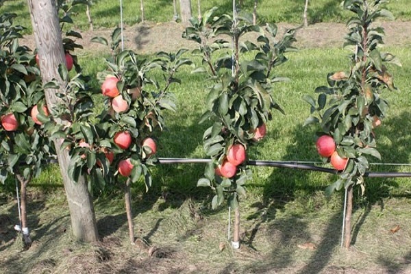 fructification précoce