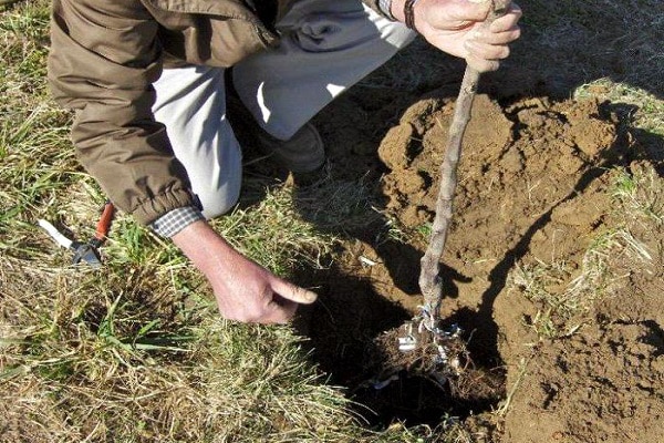 wachsende Technologie