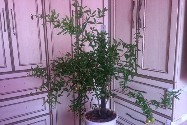 wächst aber keine Früchte