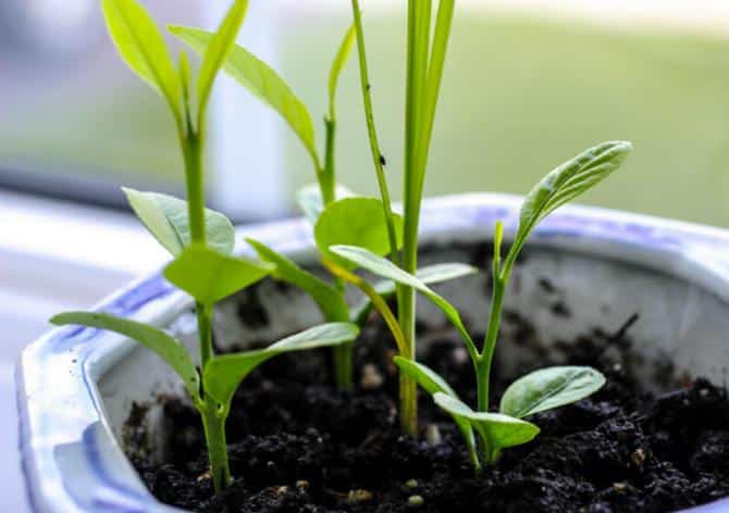 de plus en plus de citron