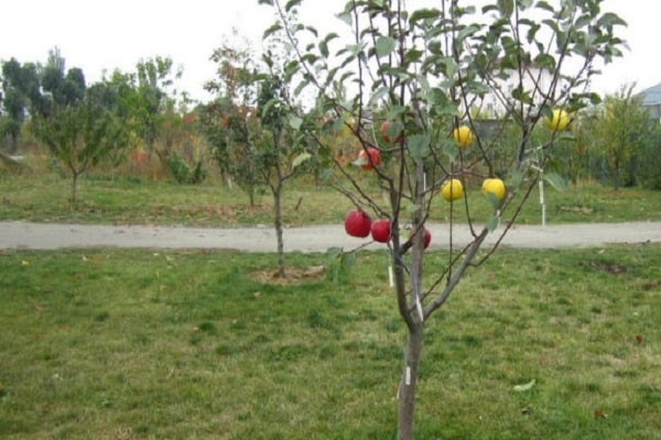 buisson de pomme