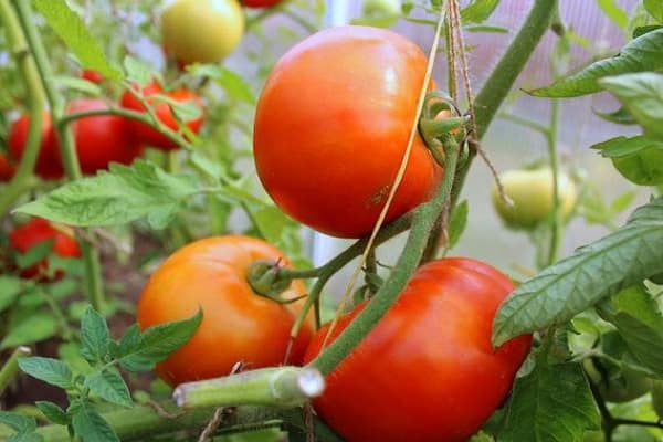 les buissons mûrissent