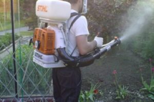 Instructions pour l'utilisation du sulfate de cuivre pour les raisins, comment préparer une solution pour le traitement