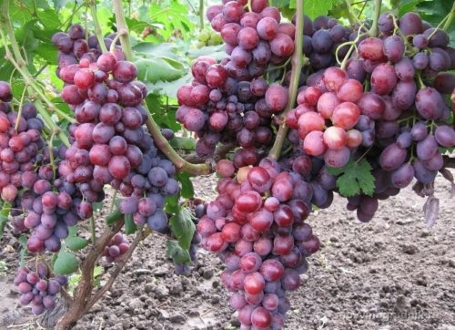 cadeau de raisins non éclairé