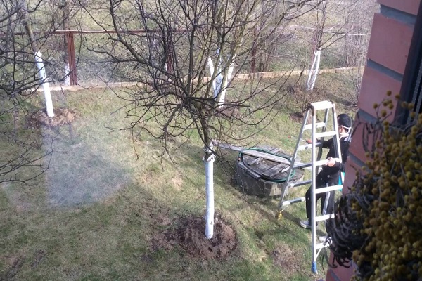 Protéger les pommiers