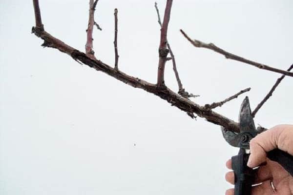 Verjüngung von Apfelbäumen