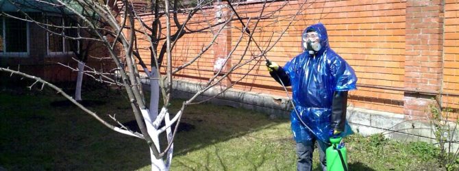 traitement des pommes