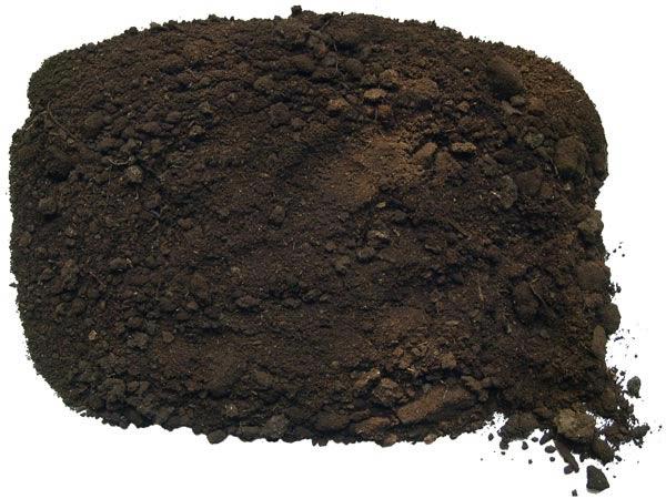 schwarzer Boden für Erdnüsse