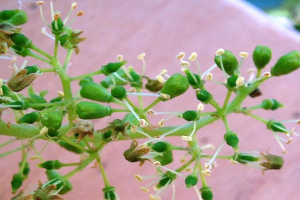 pollinisation clairsemée