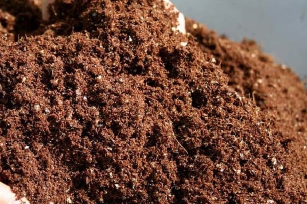 excréments d'oiseaux