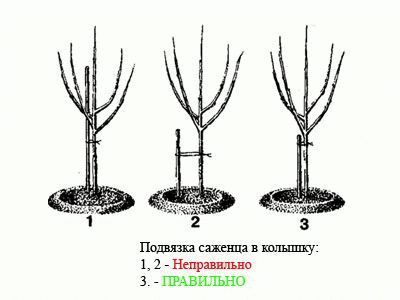 einen Apfelbaum pflanzen