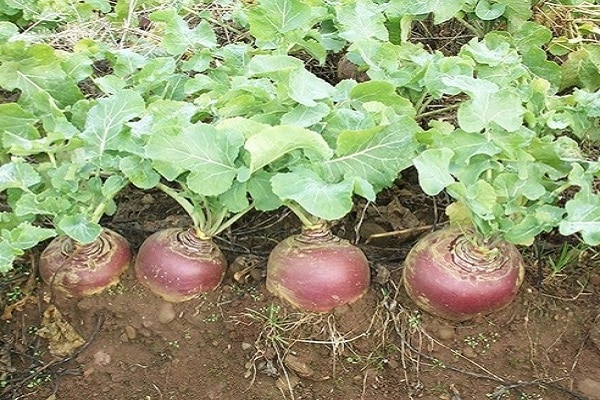 redhead in the ground