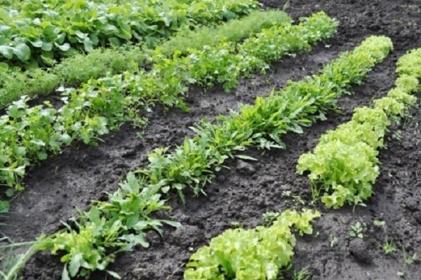 verdure de la végétation