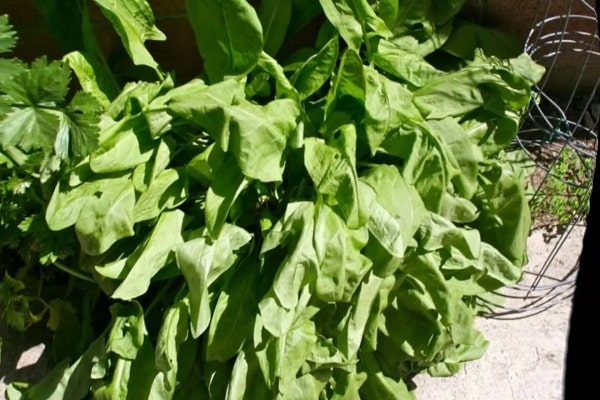 Regelmäßigkeit der Bewässerung