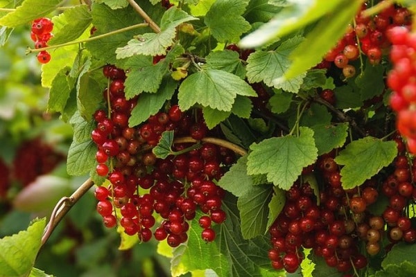 Johannisbeeren vorbereiten