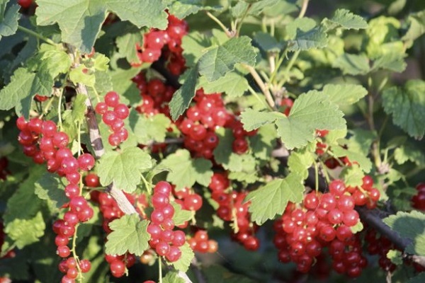 in grünen Blättern