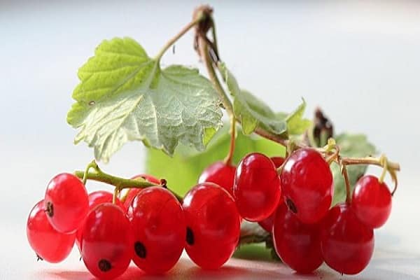 Mikroelemente und Makronährstoffe