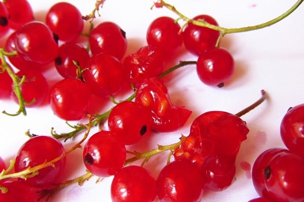 rote Beeren