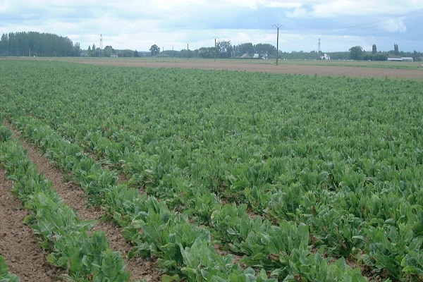 parterres de fleurs combinés