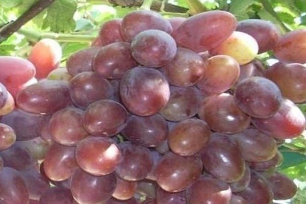 maturation des fruits