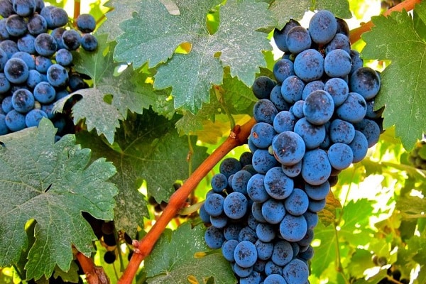 inégalé pour la vinification