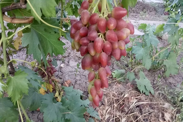 la vigne a poussé