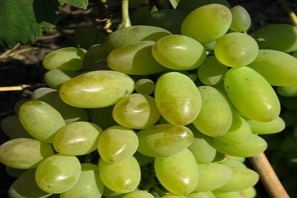 caractéristiques des baies