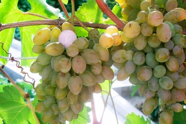 pousses toutes faites