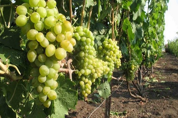 Technologie agricole de culture