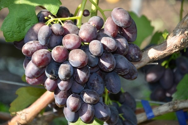 utilisation de la récolte