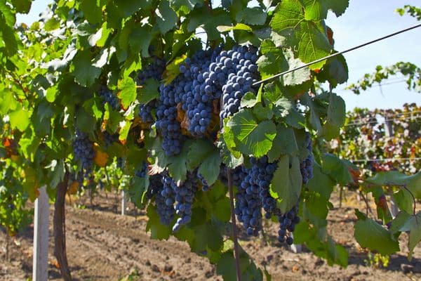 caractéristiques de la variété