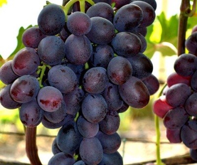 cadeau de raisins non éclairé