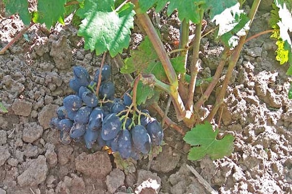 floraison et fructification