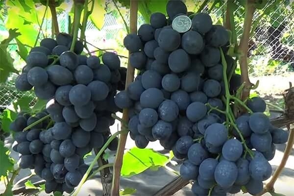 formation de bourgeons