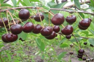 Description et caractéristiques de la variété de cerises Brunetka, caractéristiques de culture et histoire