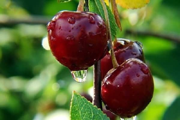 cerises humides
