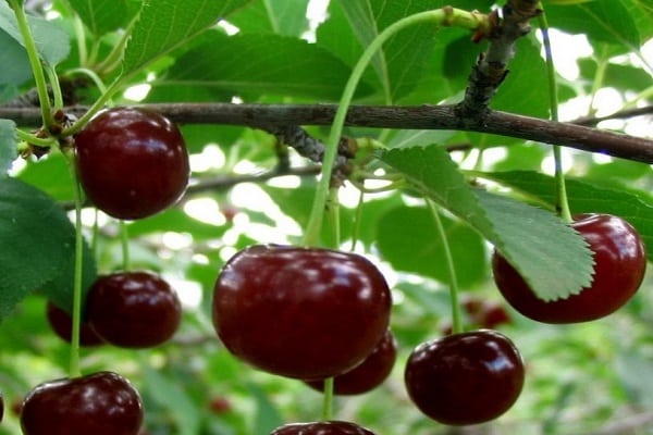 Pflanzen und Wachsen