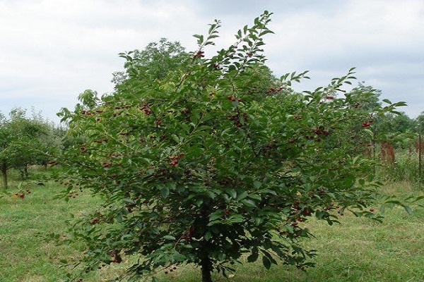 grüner Baum