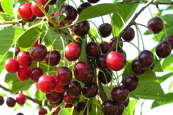 grandir à partir de graines