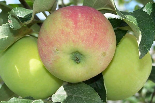 Sorten und Wurzelstöcke