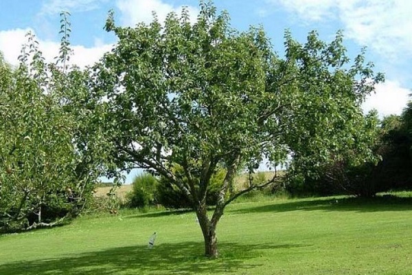 reifer Baum